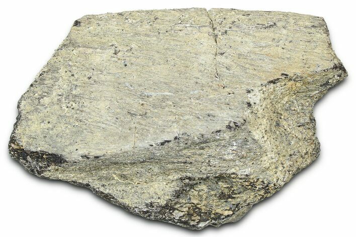 Ornithischian Dinosaur (Camptosaurus) Rib Section - Wyoming #378311